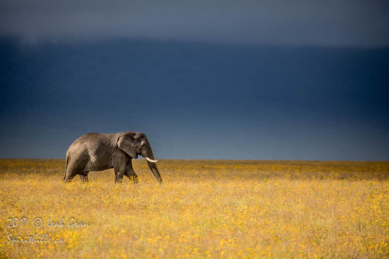 Ngorongoro