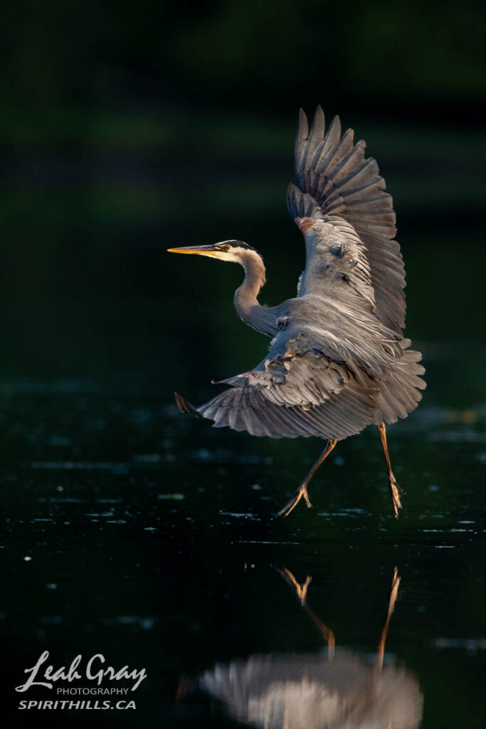 Dance on Water