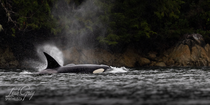 Northern Orca- Leah-Gray