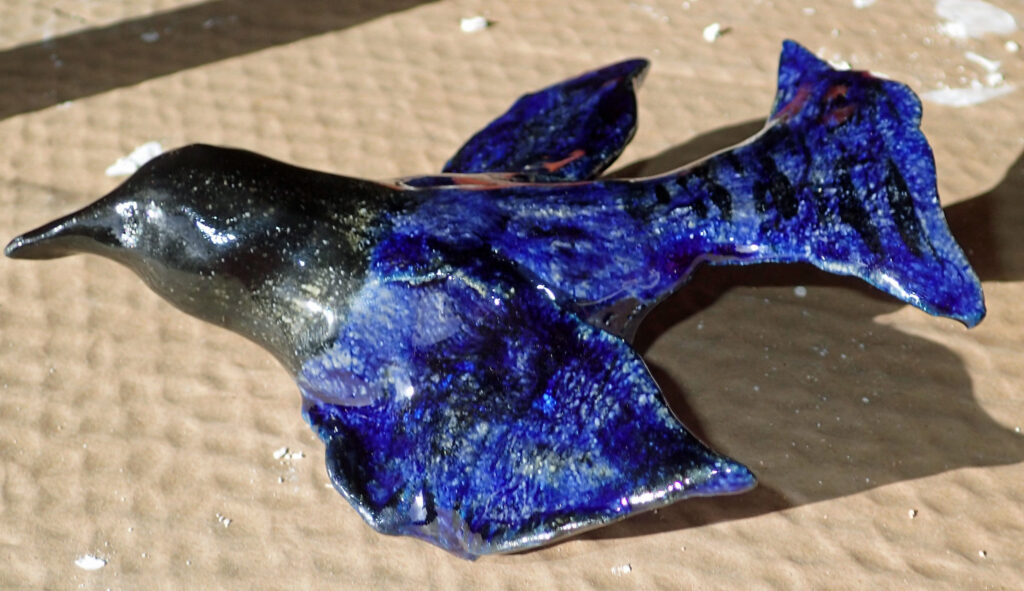 Stellar Jay
