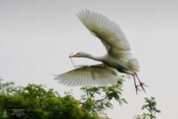Nesting egret 