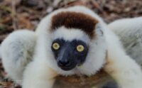 Young sifaka lemur 