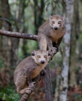 Crowned lemurs 