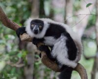 Ruffed black and white lemur 