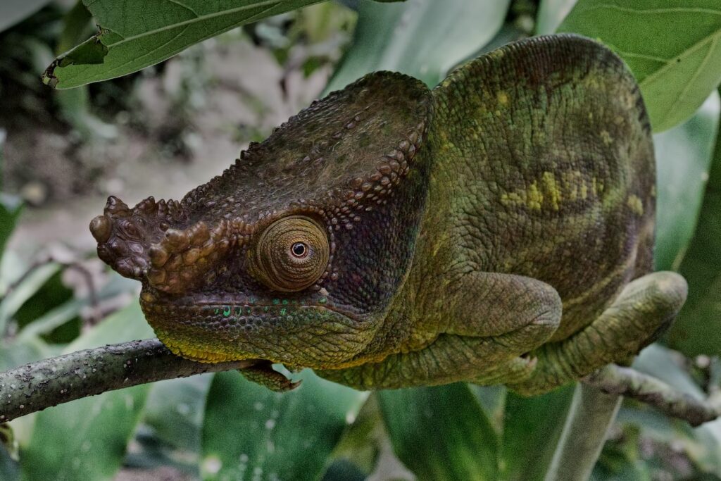 Parsons chameleon