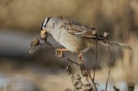 White crowned sparrow 