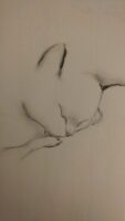 Cat Sketch 