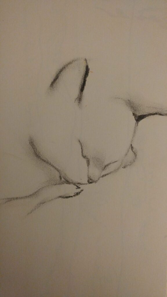 Cat Sketch