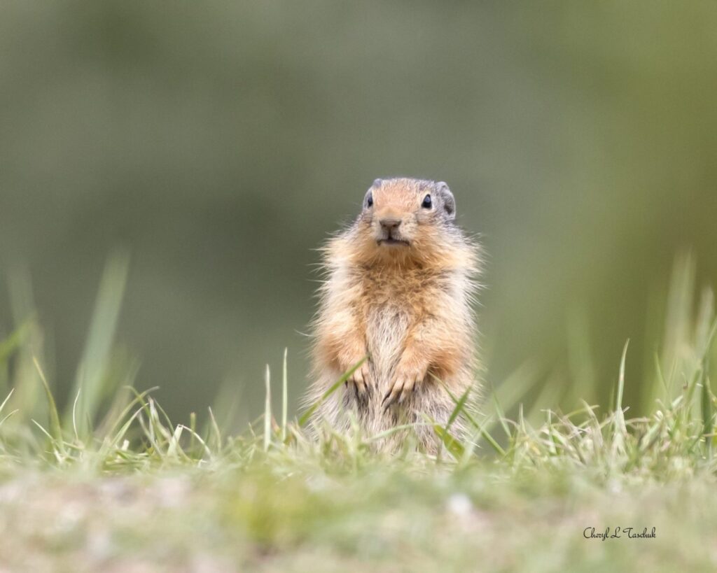 Gopher