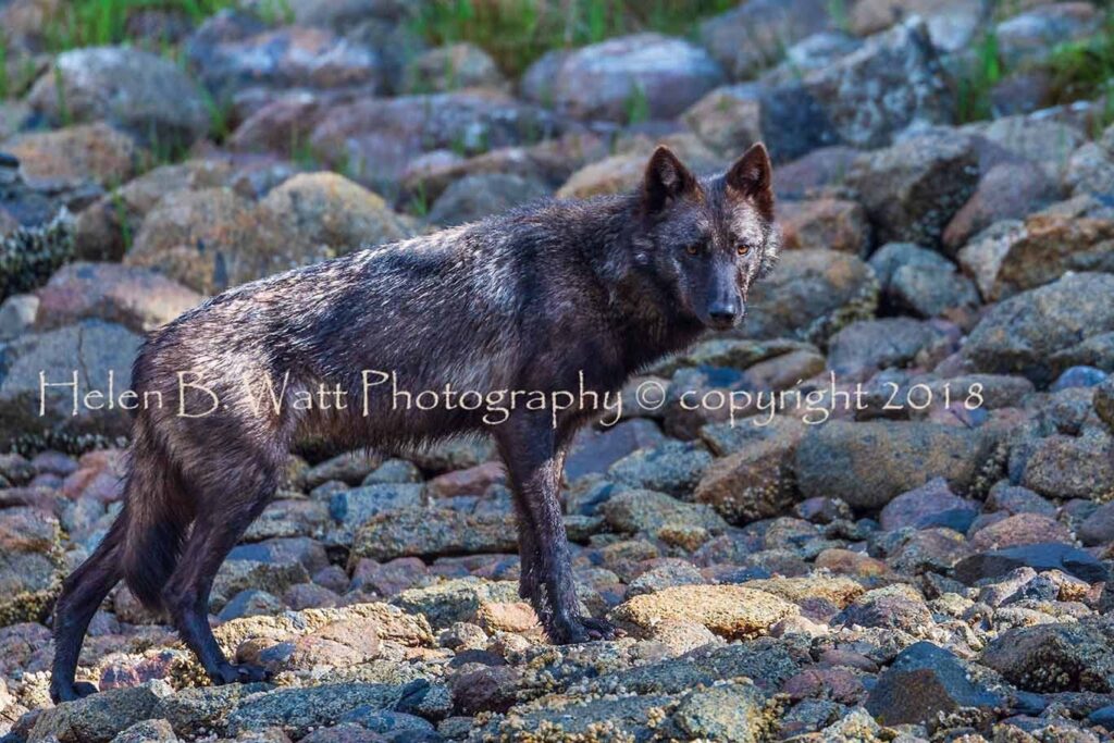 Black Coastal Wolf