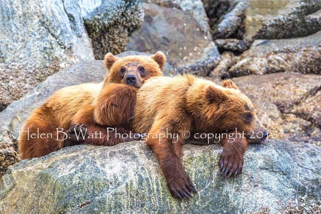 Brown Bear Cuddles