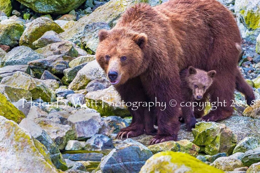 Peek a Boo Cub