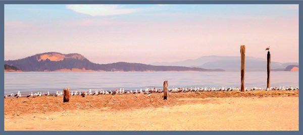 AC 2152 Morning Roll Call on Sidney Spit  web