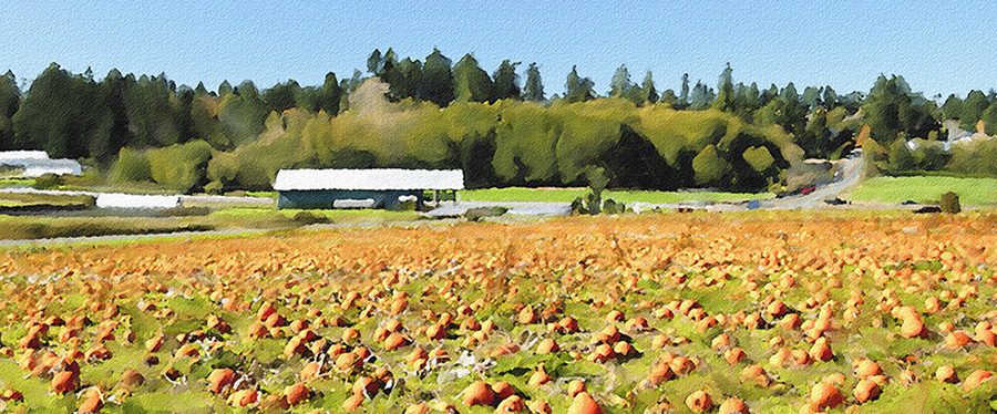Michell’s Pumpkins email