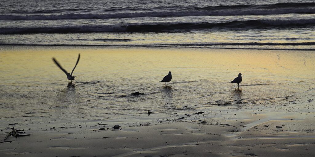 waiting-for-amphitrite