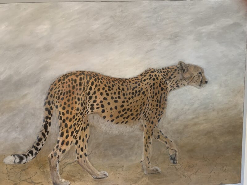 cheetah