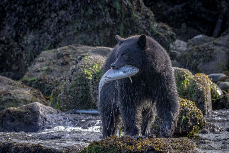 Christy Grinton Coastal Black Bears Fall Feast