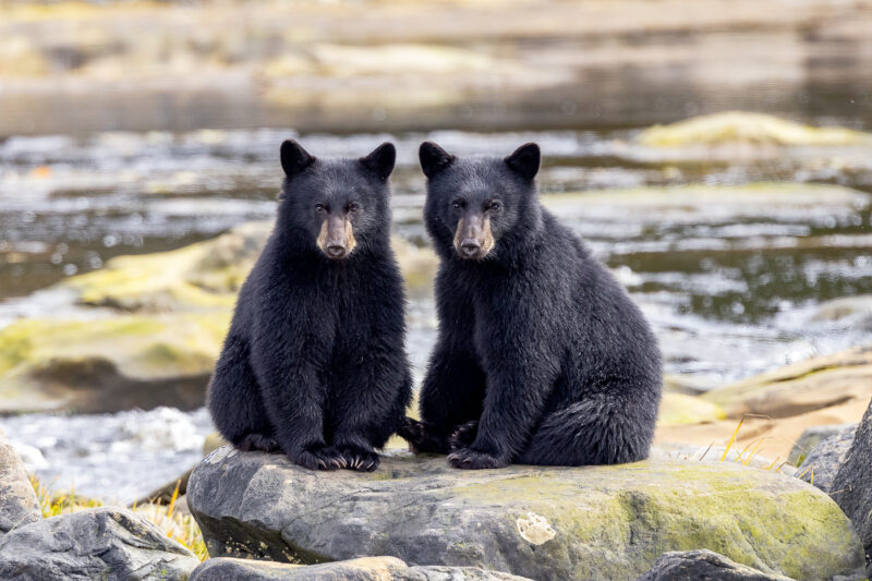 ChristyGrinton Inquisitive Coastal Black Bear Cubs