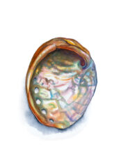 Rainbow-Abalone-card 