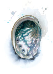 Silver-Abalone-card 