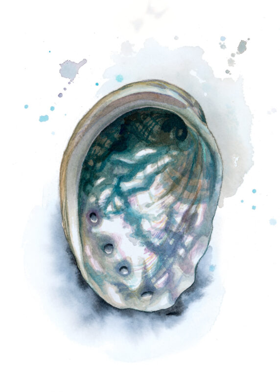 Silver-Abalone-card